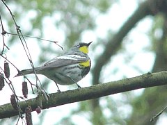 Yellow-rumped Warbler