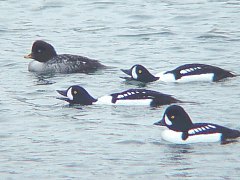 Barrow's Goldeneye