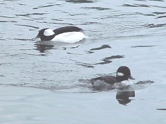 Bufflehead