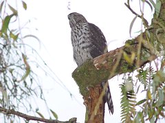 Cooper's Hawk