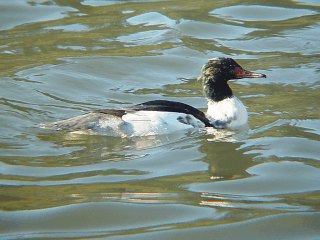 Common Merganser