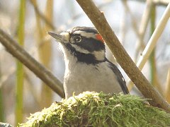 Downy Woodpecker