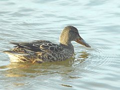 Northern Shoveler