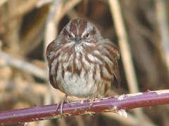 Song Sparrow