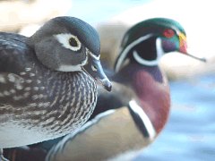 Wood Ducks