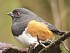 21&nbsp;&nbsp;  Rufous-sided Towhee