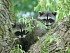 27&nbsp;&nbsp;  Raccoon