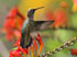 29&nbsp;&nbsp;  Rufous Hummingbird