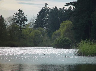 Stanley Park's lake ecosystems