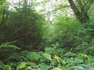 Stanley Park's swamp ecosystems