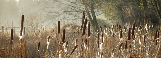 Stanley Park's constructed ecosystems