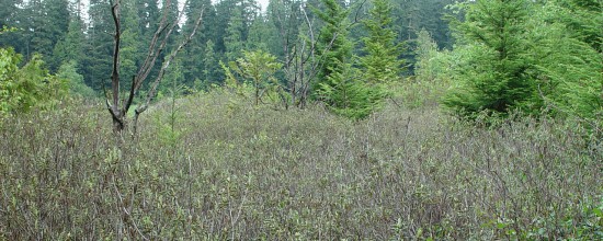 Stanley Park's bog ecosystems