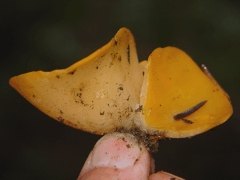 Aleuria aurantia bottom view