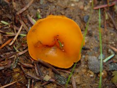 Aleuria aurantia top view