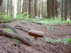 Boletus sp08 habit view