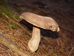 Boletus sp08 side view