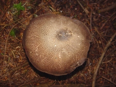 Boletus sp08 top view
