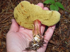 Boletus sp10 bottom view