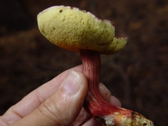 Boletus sp10 side view