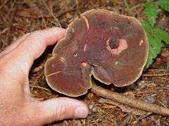 Boletus sp10 top view