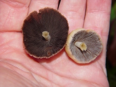 Coprinus micaceous bottom view