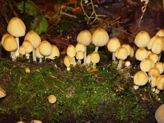 Coprinus micaceous habit view