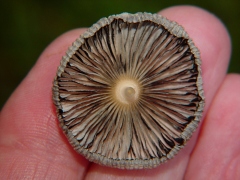Coprinus plicatilis bottom view