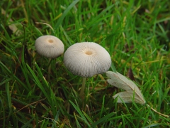 Coprinus plicatilis habit view