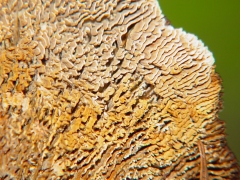 Gloeophyllum sepiarium bottom view