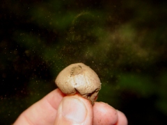 Lycoperdon perlatum bottom view