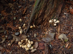 Lycoperdon perlatum habit view