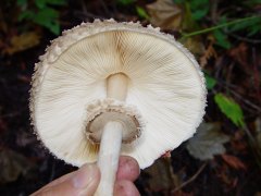 Macrolepiota sp01 bottom view