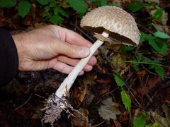 Macrolepiota sp01 side view