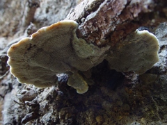 Polyporales sp06 bottom view