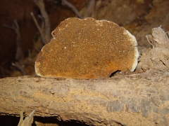 Polyporales sp06 top view