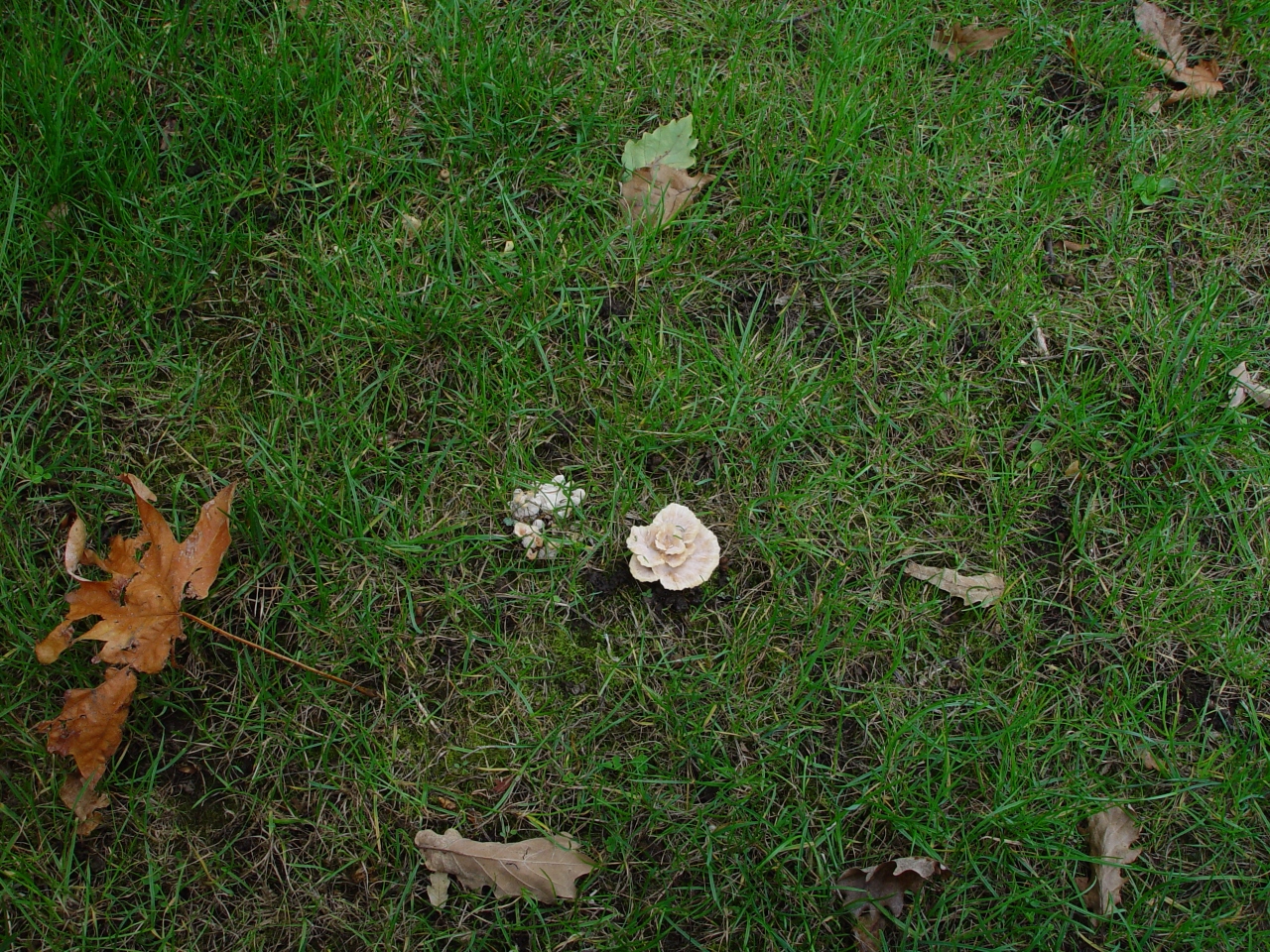 Polyporales sp07 habit view