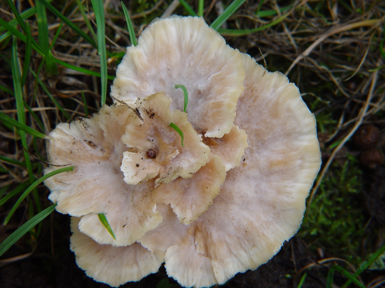 Polyporales sp07 top view