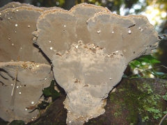 Polyporales sp09 bottom view