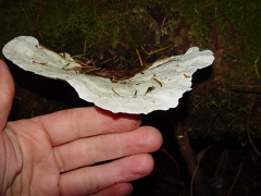 Polyporales sp10 side view