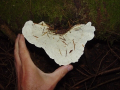 Polyporales sp10 top view