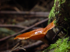 Polyporales sp11 side view