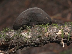 Sarcosomataceae sp01 bottom view