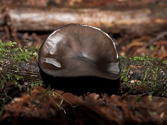 Sarcosomataceae sp01 side view