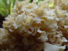 Sparassis crispa side view