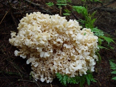 Sparassis crispa top view