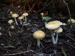 Stropharia ambigua habit view