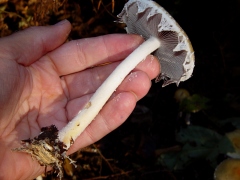 Stropharia ambigua side view