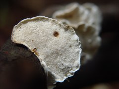 Trametes versicolor bottom view