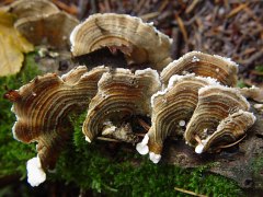 Trametes versicolor habit view