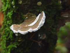 Trametes versicolor side view